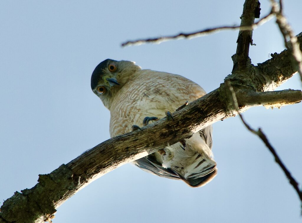 Photo of a bird on a branch looking down, close-up