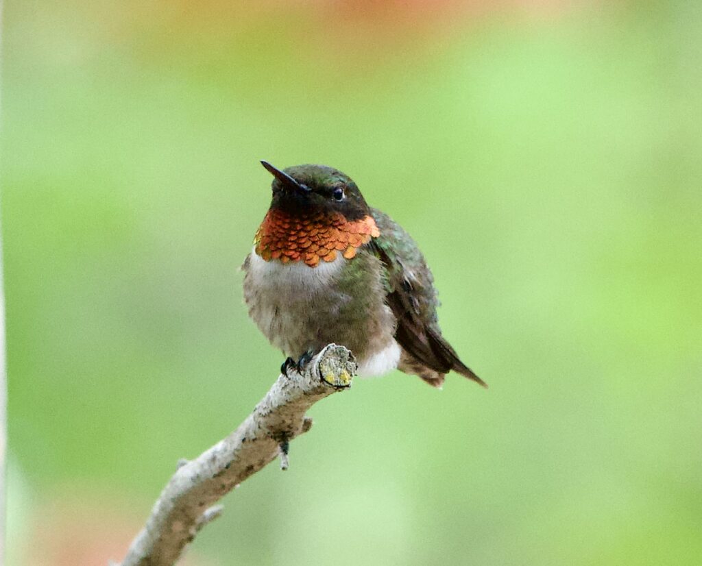 Photo of a hummingbird on a branch, close-up.