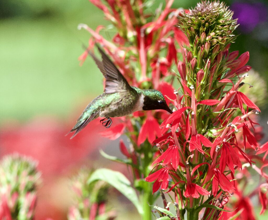 Photo of a hummingbird drinking from some flowers, close-up.
