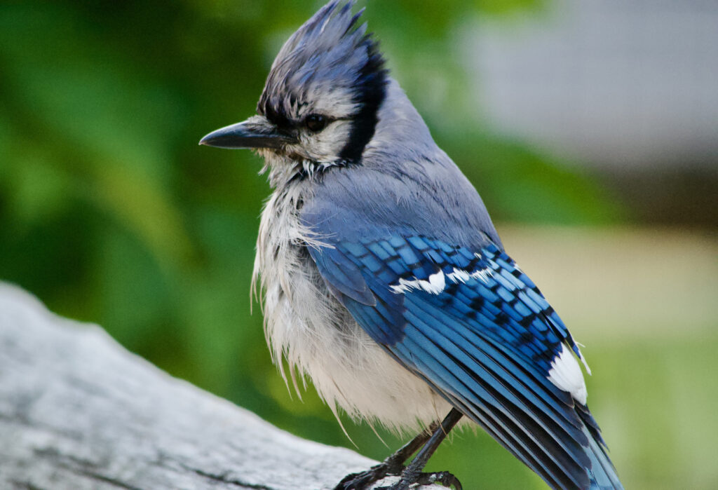 Photo of a bluejay close-up.