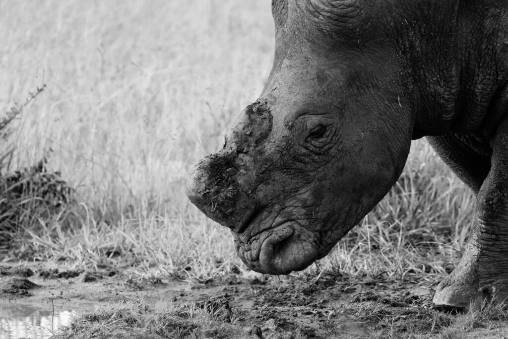 Photo of Rhinoceros, head tilted down.