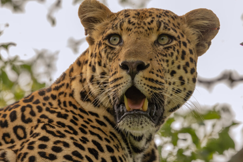 Photo of a leopard.