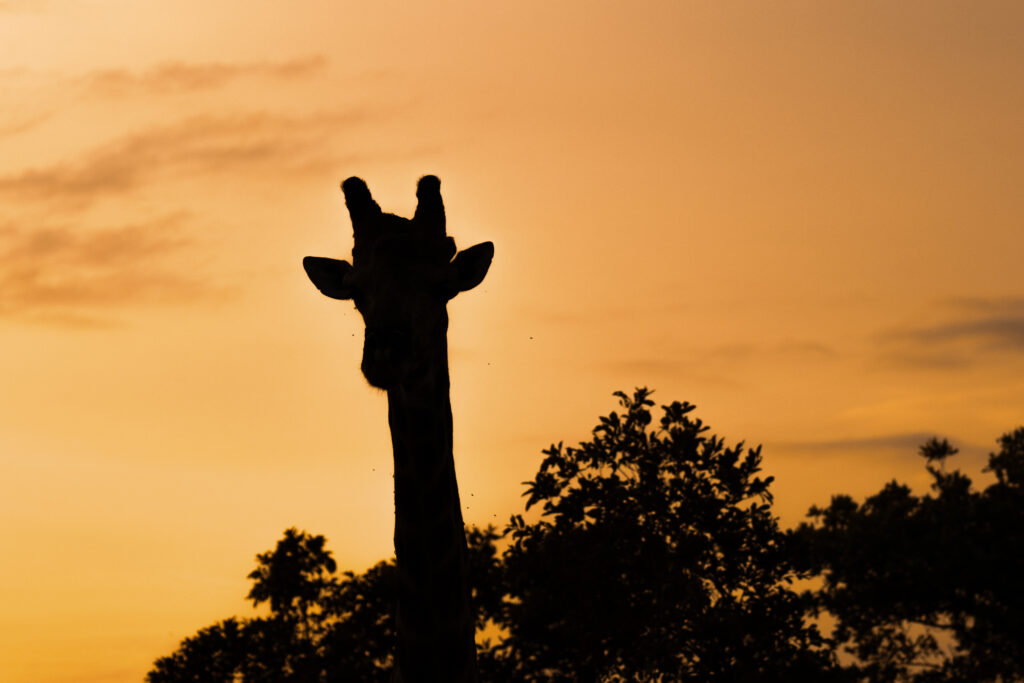 Photo of the silhouette of a giraffe and trees.